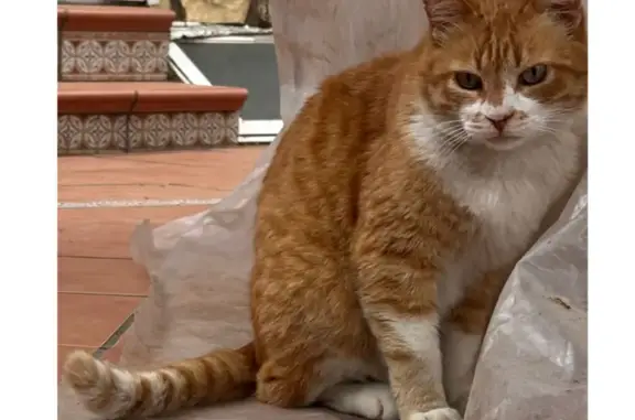 De color naranja y blanco. Ojos verdes. Es mediano tirando a pequeño, no ataca, tiene chip, atiende a “Garfield”. Suele pasear por el vecindario y viene siempre a casa pero el domingo no apareció