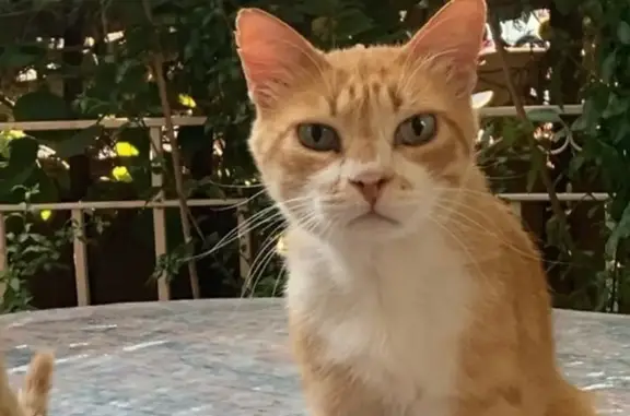 Perdido gato macho, La Poveda, Rivas-Vaciamadrid - ojos verdes, tamaño mediano - photo