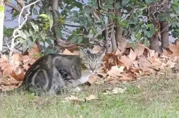 Búsqueda de mascotas, foto: Encontrado gato en Calle Arquitectos, 35, Getafe