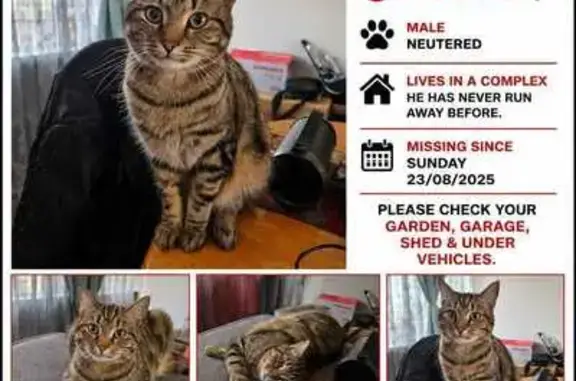 Missing cat Johannesburg, photo: Lost cat, Roodepoort, Gauteng, Johannesburg