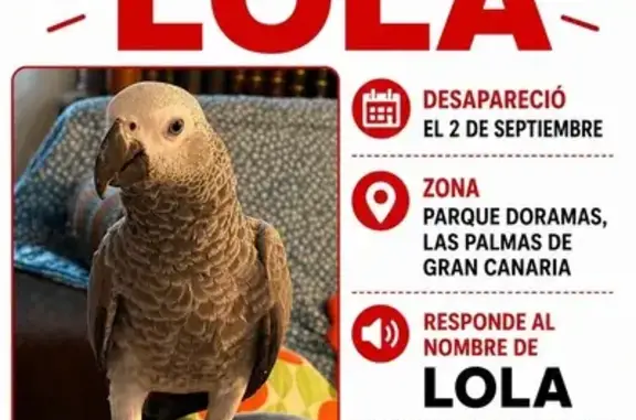 Loro Yaco Gris de cola roja, Solo 7 meses de edad