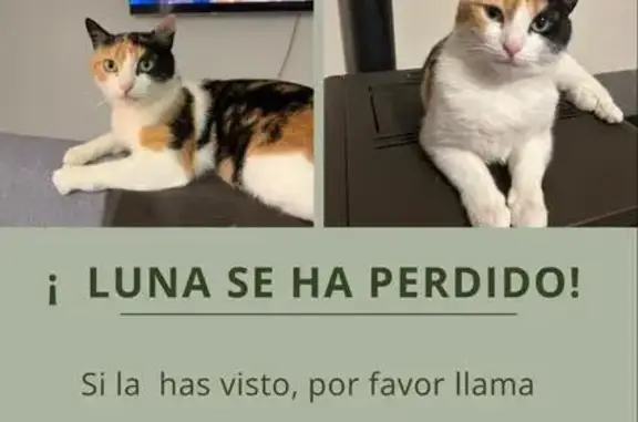 Perdido gato hembra, Calle Calvo Sotelo, 30, Castro-Urdiales - tricolor y responde al nombre de Luna - photo