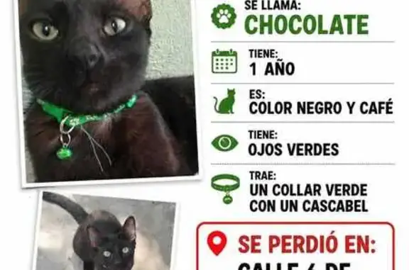 Perdido gato macho, 6 de Octubre, Torreón - gordito, con collar verde y cascabel - photo