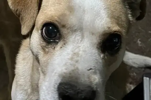 Perros perdidos, Gustavo Adolfo Madero, foto: Perdido perro masculino, Calle 49, 12, Ecatepec de Morelos, Gustavo Adolfo Madero, color blanco con crema