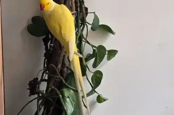 Lost bird, Westbury Street, 111, Melbourne - male, yellow with a long tail and red ring on the neck - photo