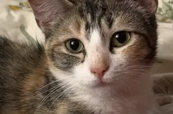 Lost cat, Water Witch Way, 596, San Jose - female torbie, spayed - photo