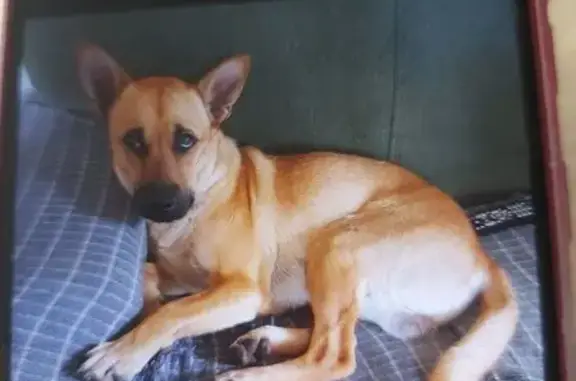 Perdido cachorro macho, Rua Po...