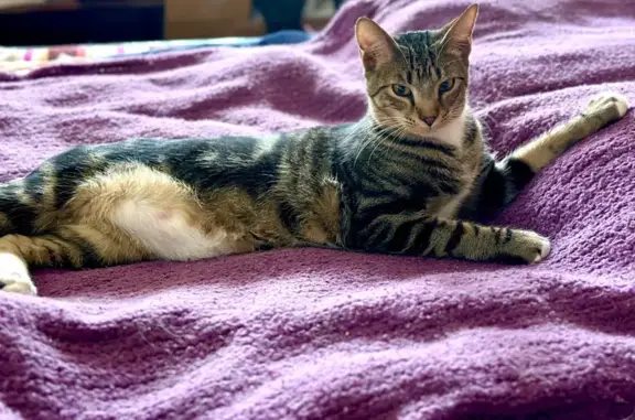 Missing cat Sewanee, photo: Lost male cat, Proctors Hall Road, 111, Sewanee - tortoiseshell tabby with white socks