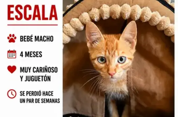 Perdido gato macho, Madrid - muy manso y cariñoso - photo