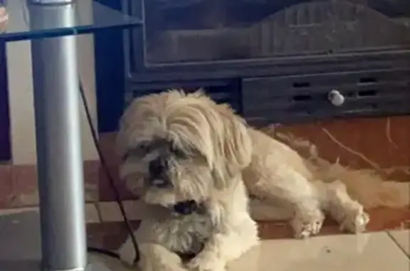 Es una perrita mayor, tiene 15 años, no ve ni escucha muy bien, es muy cariñosa con la gente, no muerde ni ladra a personas ni a perros