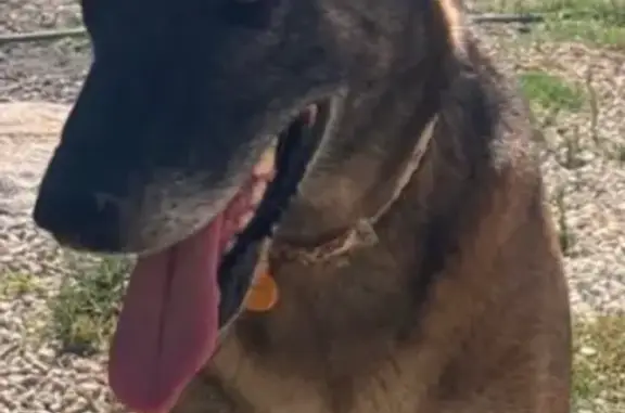 Perdido perro hembra, Calle Fausto, 30, Málaga - muy cariñosa - photo