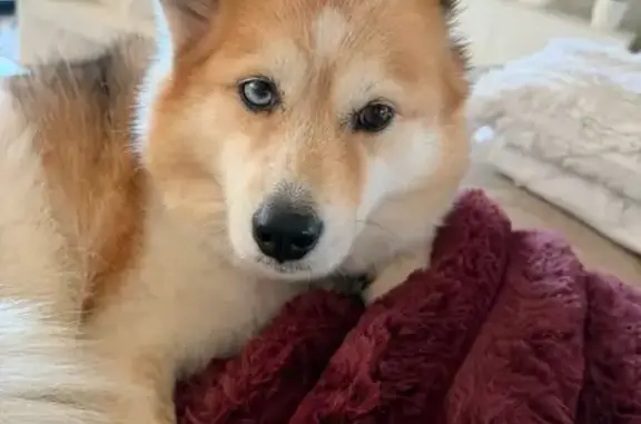 Lost dog, Railway Avenue, 25, Maitland City Council, Raworth - female Pomsky with one blue eye and one brown eye - photo