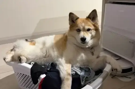Lost dog, Railway Avenue, 8, Maitland City Council, Sydney - female, one blue eye and one brown - photo