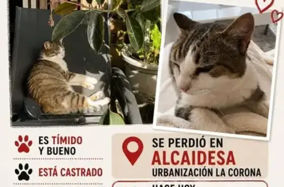 Perdido gato masculino, Camino del Laurel, 14, La Línea de la Concepción, San Roque - tímido y cariñoso - photo