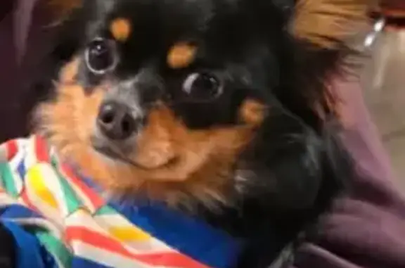 Lost dog, Bathurst Street, 47, Sydney — black and tan, very friendly - photo