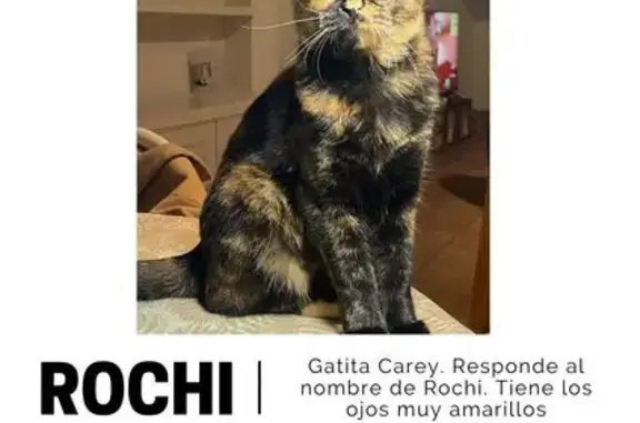 Desapareció ayer a las 3 am, no sabemos cómo salió. Su color principal es negro, tiene manchas naranjas y ojos muy amarillos
