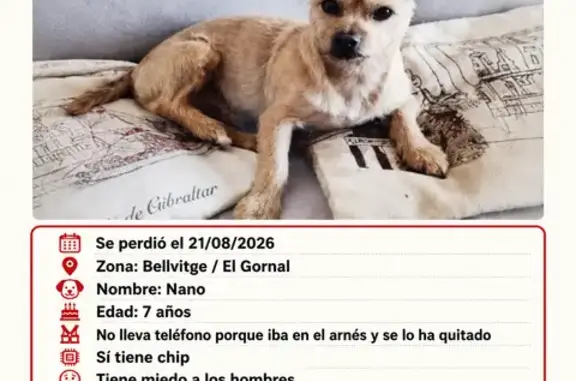 Perro perdido, macho, Carrer Can Trias, 20, L'Hospitalet de Llobregat - pequeño, 7 años, con chip - photo
