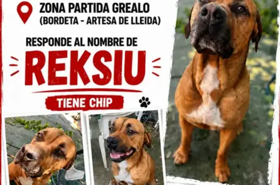 Perdido perro macho, Partida Grealo, Cataluña, Lleida - color marrón, tamaño grande - photo