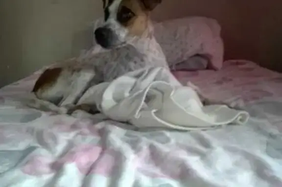 Lost dog, Van Der Heever Street, 1012, Pretoria - female, white coat with lots of small brown spots - photo