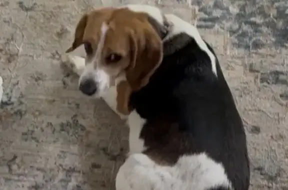 Lost pets Richmond, photo: Missing dog Female, Richmond (usl545552)