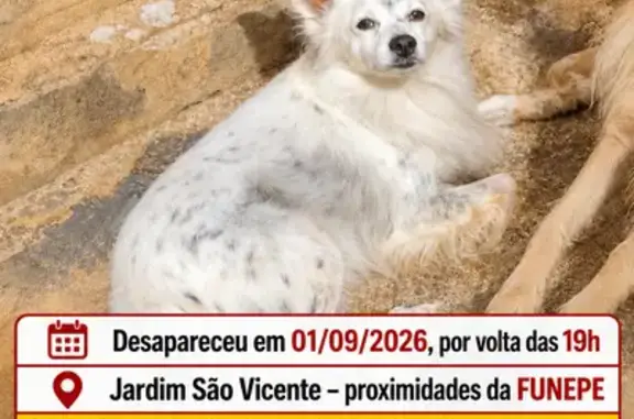 Branco, peludo, sem coleira, arisco
