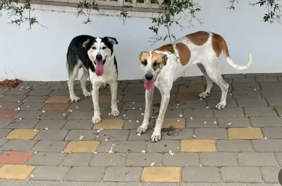 Perro encontrado Velez-Malaga, foto: Perro encontrado Macho, Velez-Malaga (sf497444)