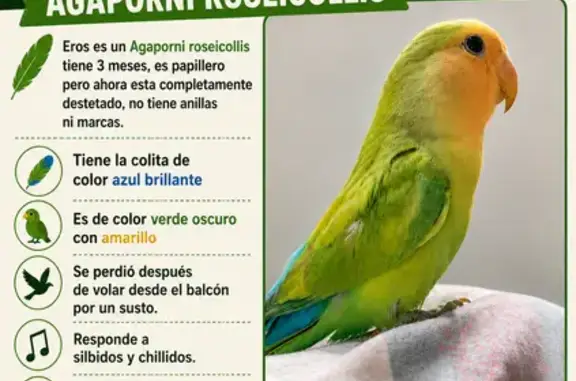 Ave perdida macho, Carrer de Rafael Campalans, 11, L'Hospitalet de Llobregat, Sants - Badal — agaporni de 3 meses - photo
