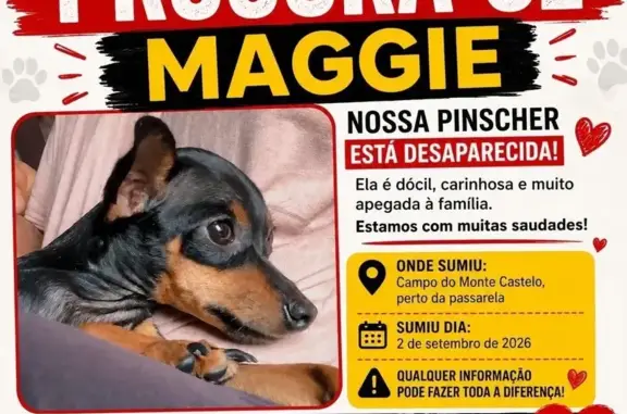 Perdido cachorro fêmea, Inoã,...