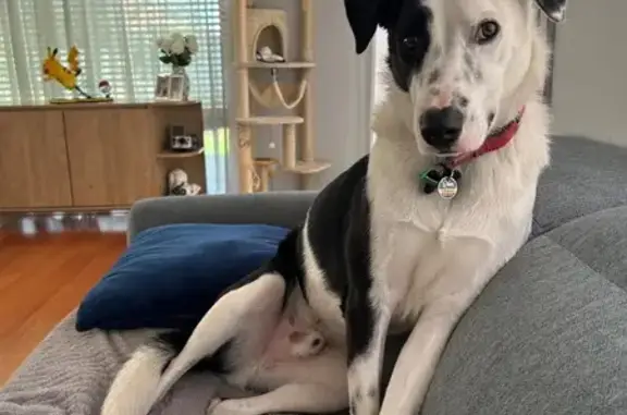 Lost dog, Bridgewater Road, 115A, Hume City, Wollert — black and white, red collar - photo
