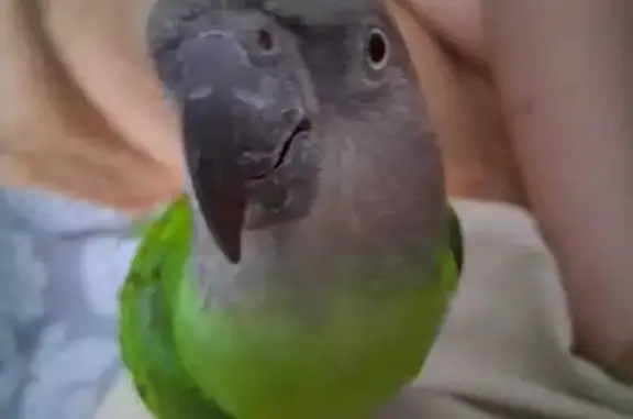 Loro de cabeza gris y cuerpo verde, pequeño y con toques de plumas amarillas. Salió volando de la ventana
