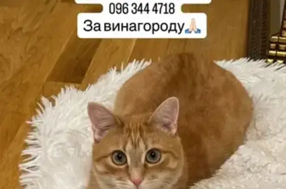 Зникла кішка, самець, вулиця Полковника Польового, 2-Б, Тернопіль — рижа, з великими очима - photo