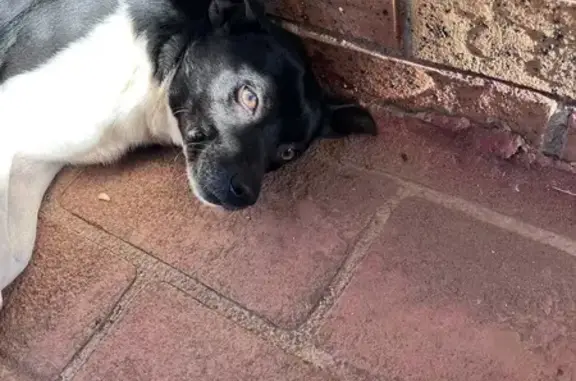 Lost male dog, Kellerman Drive, Campbelltown — timid black and white Jack Russel mix - photo