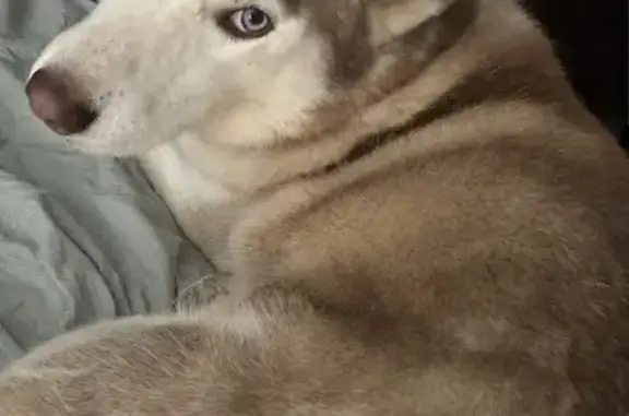Lost pets Birmingham, photo: Lost dog, Cary Drive, Auburn, Birmingham — female husky with blue eyes
