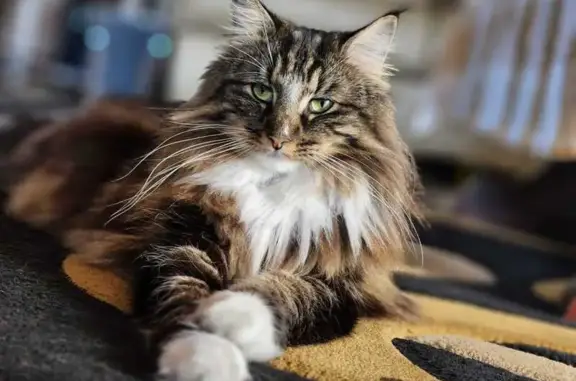 *Coat color: Dark brown to black, white paws and underbelly. Full black tail. *Eye color: Greenish-yellow *Big in size about 6.5kgs *No collar We cant locate her inside the house or around the yard. She is strictly an indoor cat- Please dont chase her call or whatsapp 0836051864/084 878 6687 or if you find her.