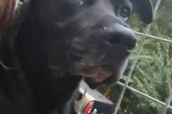 Lost male dog, Helen — black coat with greying around his mouth - photo