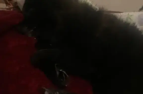 Lost dog, Veronica Court, 796, Merced, Sacramento — male with a white spot on his chest - photo