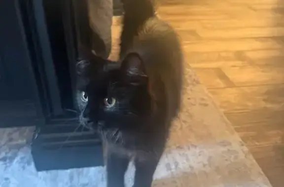 Lost cat, Sentell Road, Arkans...