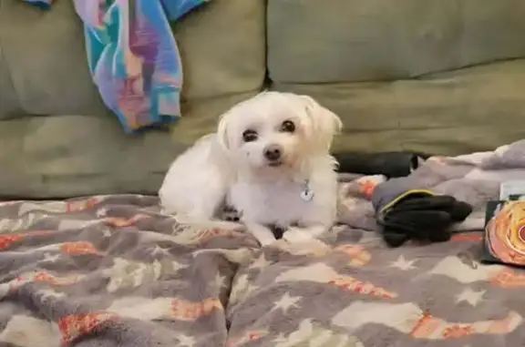 Lost dog, Riverside Dr & Lankershim Blvd, Azusa — tiny white female, 5 lbs - photo