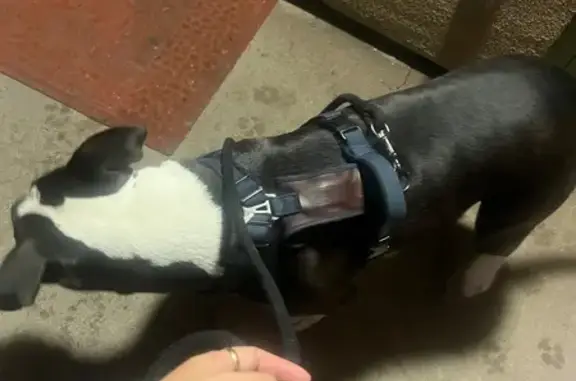 Found dog Stroudsburg, photo: Found dog, North 7th Street, 103, Stroudsburg — black-and-white male wearing a leash