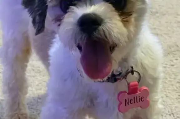 Lost dog, Textile + Tuttle Hill, Ypsilanti — female Shizu mix with darker spots - photo