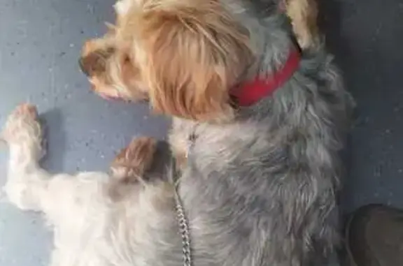 Perro encontrado Terrassa, foto: Perro encontrado, Carrer de Galileu, 275, Terrassa — sin collar y con chip