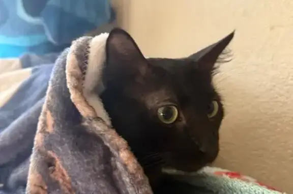 Lost cat, Vravis Place, 3201,...