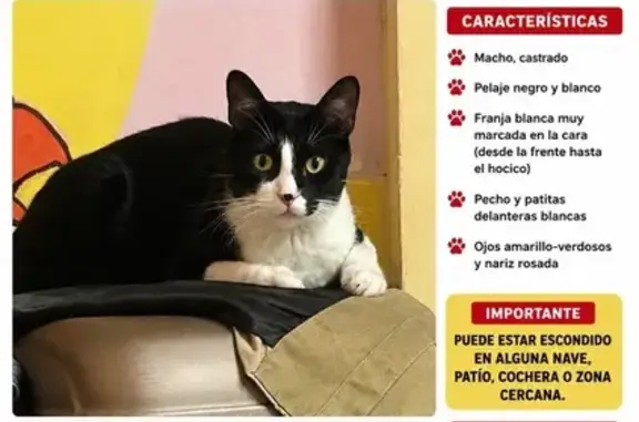 Gato perdido, Calle Benadalid, Málaga — blanco y negro con mancha negra en la nariz - photo