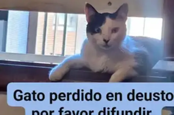 Gato perdido macho, Calle Blas de Otero, 37, Bilbao — blanco con manchas negras - photo