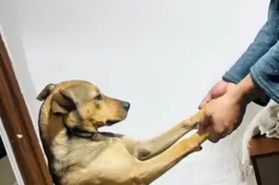 Cachorro perdido, Rua Diógenes...