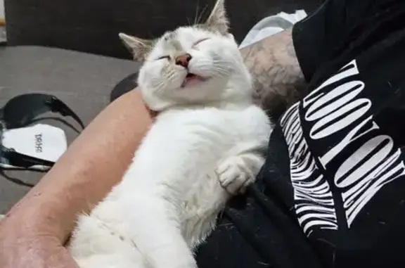 Lost female cat, John Street, Norwood Payneham and St Peters, Adelaide — tiny mostly white kitten - photo