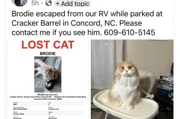 Missing cat Cumming, photo: Lost cat, Lyles Lane Northwest, 7809, Concord, Cumming — male with very small folded ears