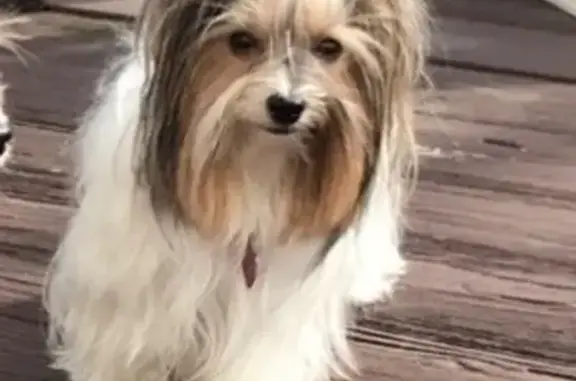 Lost pets Punta Gorda, photo: Lost female dog, Punta Gorda — long-haired with a bow