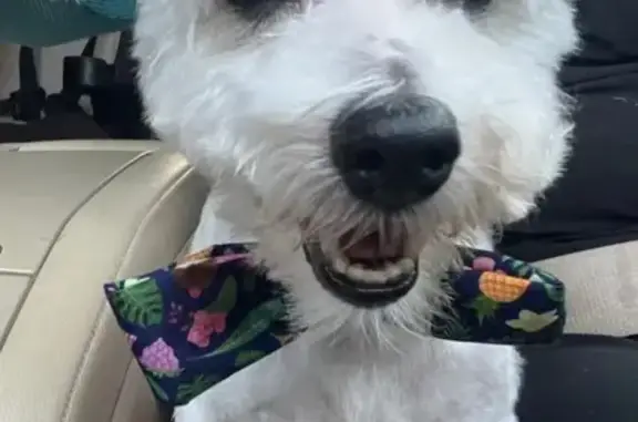 Lost dog, West 74th Street, 3510, Chicago — small white male with a collar - photo
