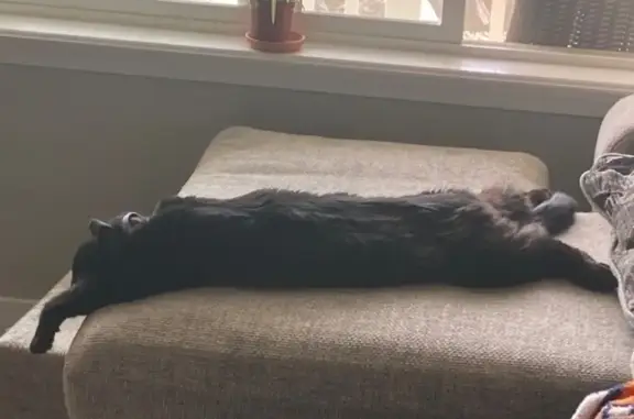 Black fluffy coat. No collar or microchip. Very friendly and vocal but probably very scared. He is an indoor cat.